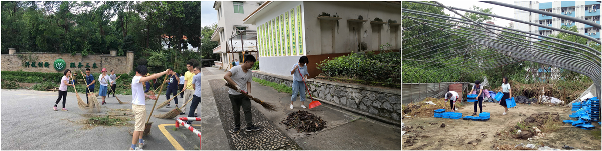 我院团员和青年职工积极参与台风灾后院环境清理恢复工作