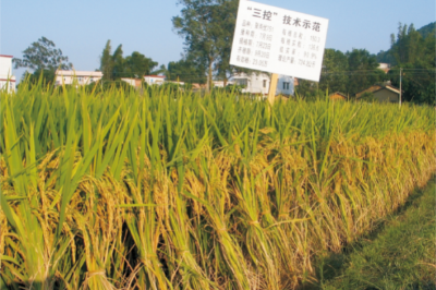 46-水稻三控施肥技术（三控施肥技术在兴宁市创实割亩产817.0公斤高产记录）.jpg
