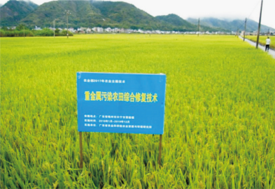 重金属污染稻田的营养阻控关键技术.jpg