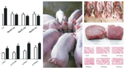 改善猪肉品质的关键营养技术.jpg