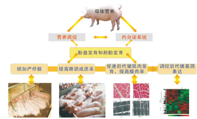 提高母猪繁殖性能关键营养技术.jpg