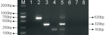 猪博卡病毒1型、2型和3型鉴别PCR检测技术.jpg