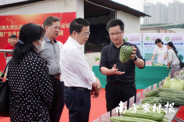 广东省农业科学院蔬菜研究所所长谢大森（右一）在进行育种情况介绍 