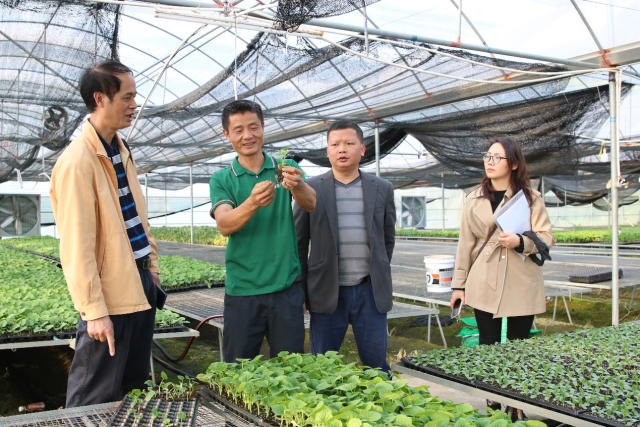 省农科院蔬菜所专家在育苗基地现场进行技术交流。