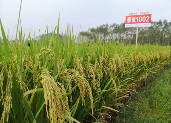 发稿图：农科院水稻育种5.jpg
