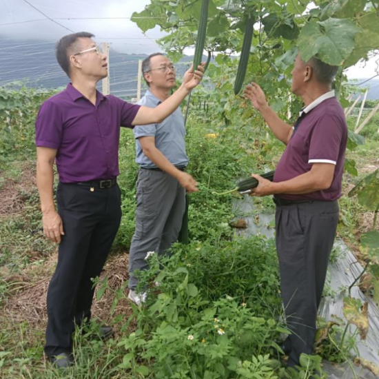 省农科院科技服务团队专家陈俊秋（左一）和罗剑宁（左二）在田间查看作物长势