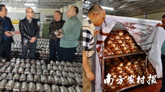 何焕清（左图右1、右图左1）在梅州蕉岭县三圳镇千年灵芝合作社菌包培养和孢子粉收集生产间 