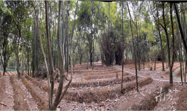 普宁市南溪镇登峰村的红松茸种植示范基地。