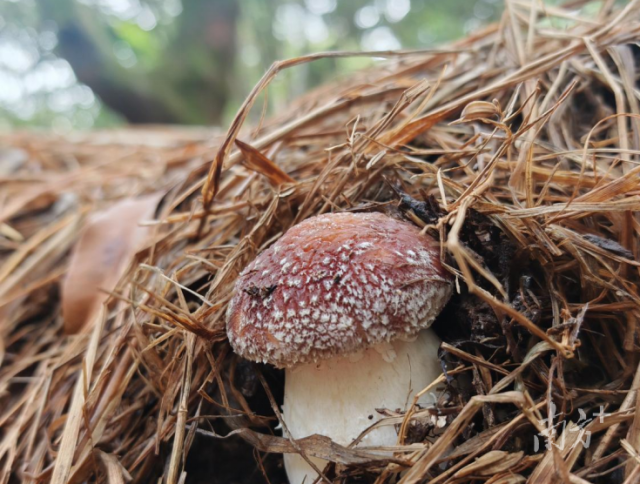 南溪镇登峰村产出的优质红松茸。