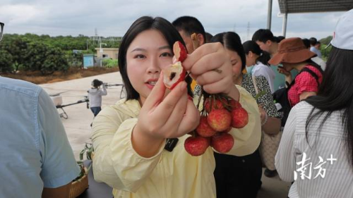 现场试吃近30个优质荔枝品种。