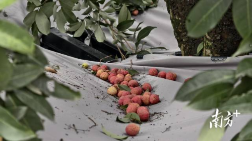 通过机械振动采摘下的荔枝。