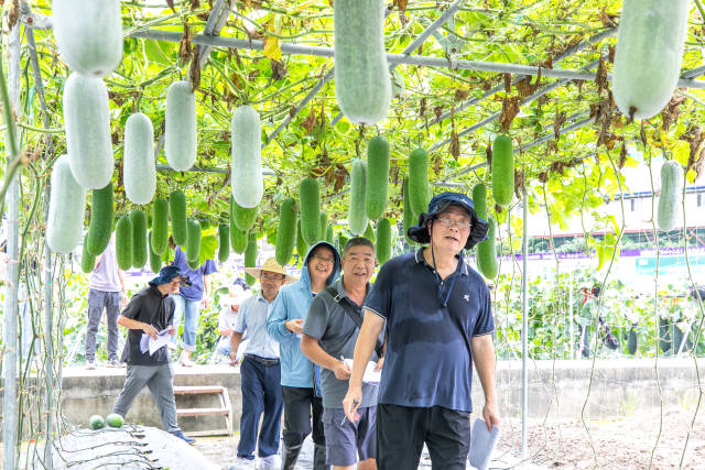 田间评选现场