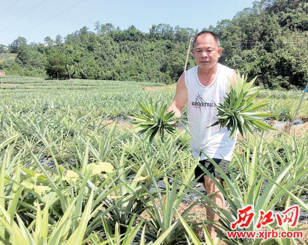 图片说明