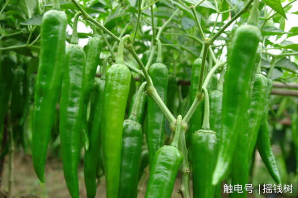 图片说明