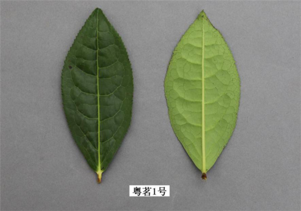 图片说明