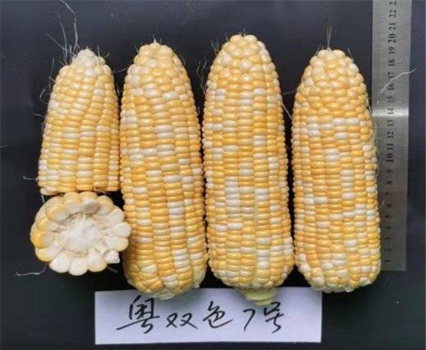 图片说明