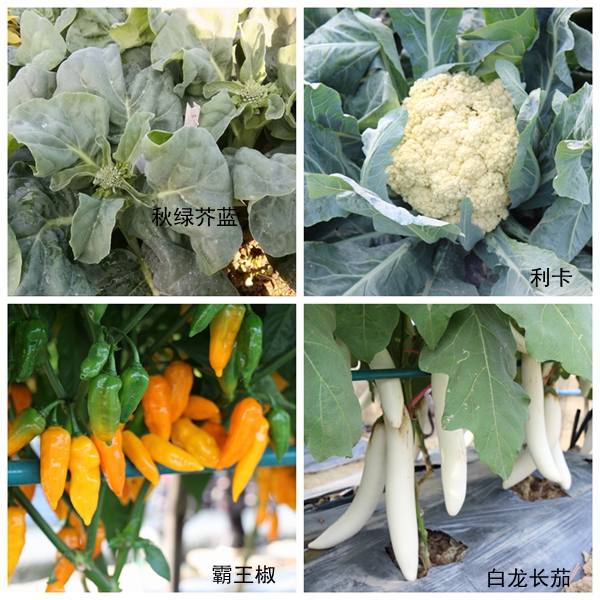 图片说明