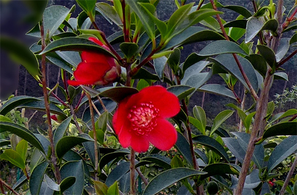 岭南元宝茶花新品种1.jpg