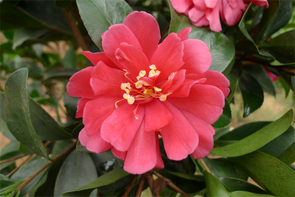 帅哥领带茶花新品种.jpg