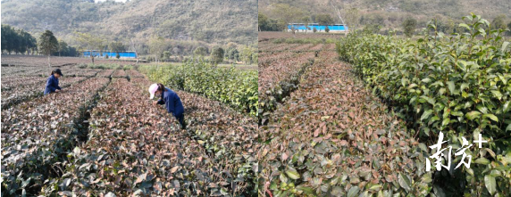  大叶种茶树冬季修剪受冻后对比情况