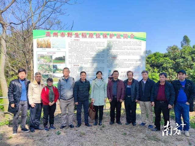 专家团队调研朋山野生稻保护区。  