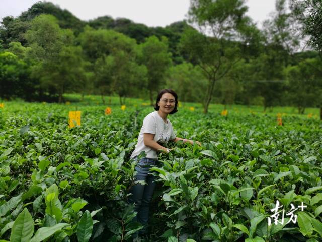 广东省农业科学院茶叶研究所所长、广东省茶叶产业技术体系创新团队首席专家唐劲驰