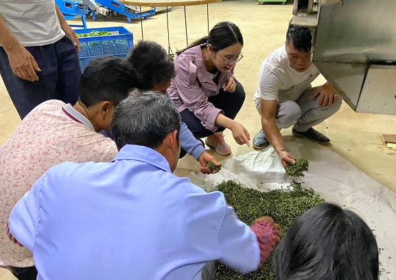 黄茶培训图片1.jpg