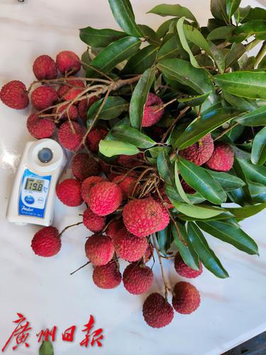 打造荔枝种业最强“芯”，优质荔枝品种“凤山红灯笼”通过全国热带作物品种委员会审定
