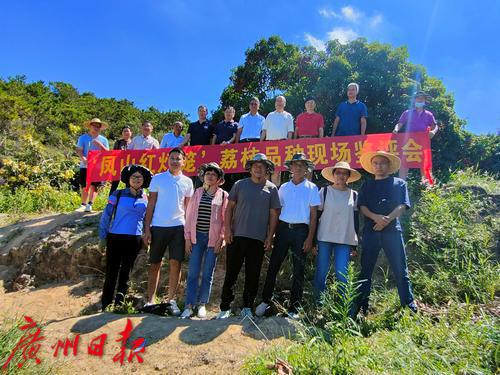 打造荔枝种业最强“芯”，优质荔枝品种“凤山红灯笼”通过全国热带作物品种委员会审定