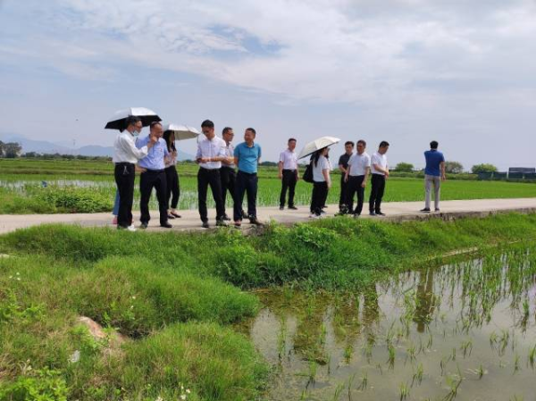 联安镇委余海冰副书记、驻镇帮镇扶村工作队、县委党校培训班、科技特派员等一行调研盐碱地水稻生长情况。