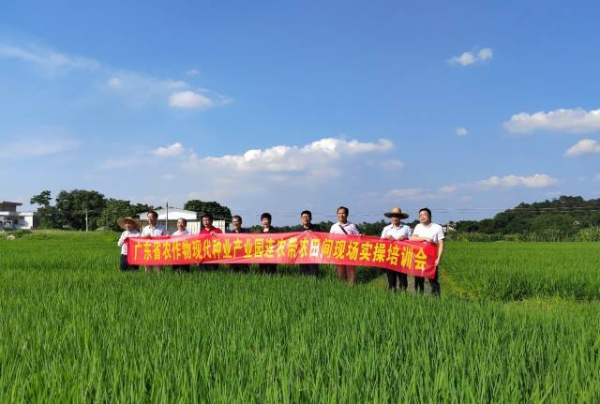 专家们在罗定市罗平镇优质水稻种植示范基地进行技术指导。