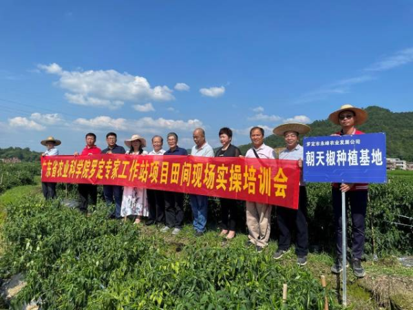 专家们在罗定市永峰农业有限公司辣椒种植基地现场实操培训。