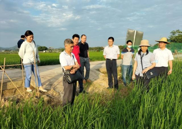 省农科院水稻所专家团队在增城考察科旺公司优质水稻种植基地。