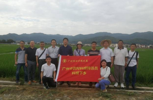 省农科院水稻所专家团队在增城朱村观摩水稻试验基地。