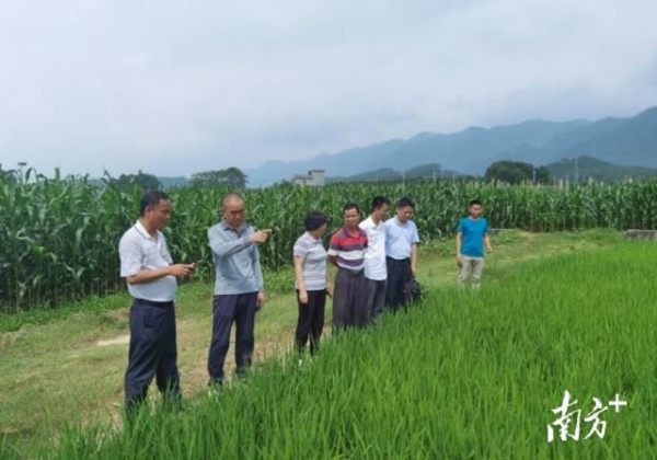 艾绍英一行先后到清远市农业科技推广服务中心位于三坑镇、龙塘镇的基地以及英德市农业科学研究所基地进行调研并提出指导意见。