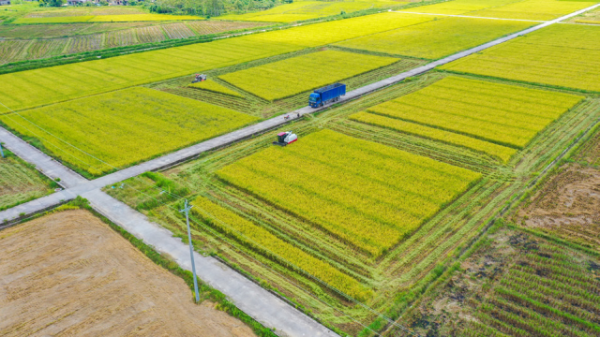 丝苗米。研讨会上，广东省种植业标准化技术委员会杨慧就丝苗米全产业链标准化综合体项目作了介绍