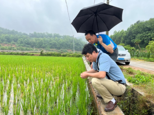 王晓飞等专家实地考察桐油村水稻生长情况。