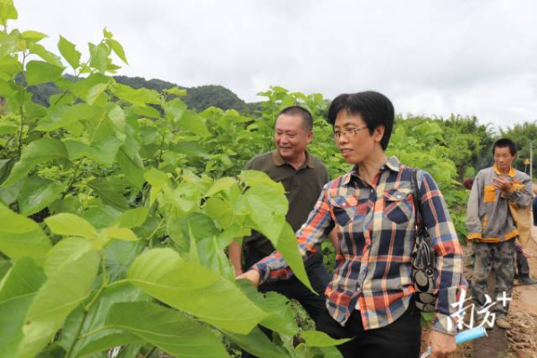省农科院专家唐翠明现场与农户交流。