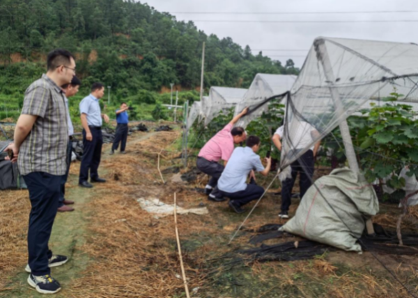 专家们深入田间地头指导生产技术。