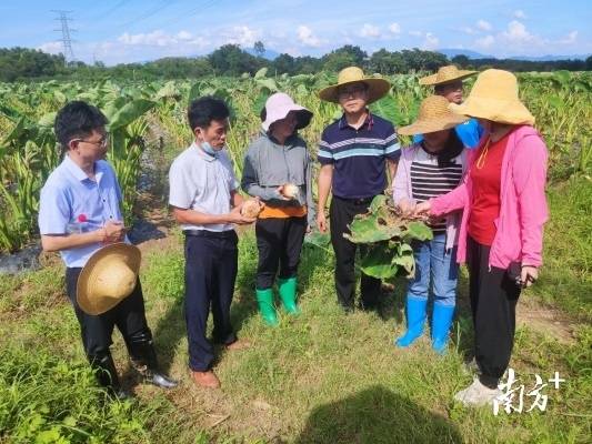 省农科院专家在英德横石塘镇开展灾后复产技术指导。