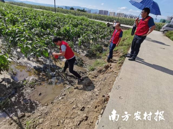专家在检查始兴县城南镇茄子受灾情况。