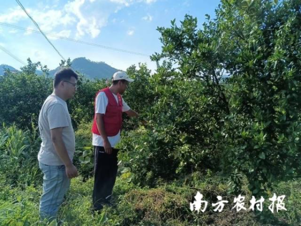 专家在指导康溪村贡柑防汛救灾。