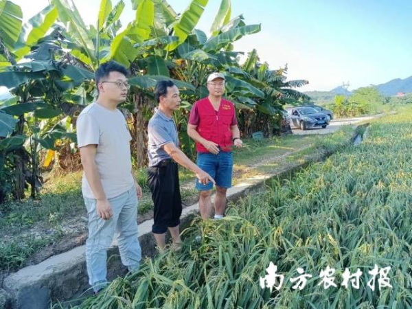 专家在指导康溪村水稻防汛救灾。