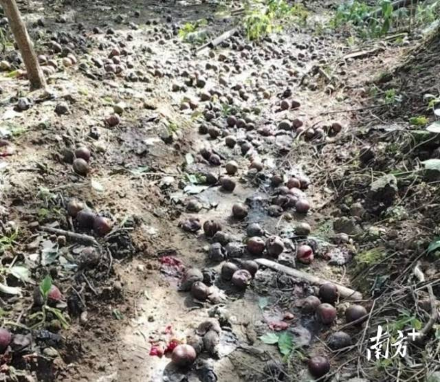 轻骑兵队伍调查三华李受灾情况。