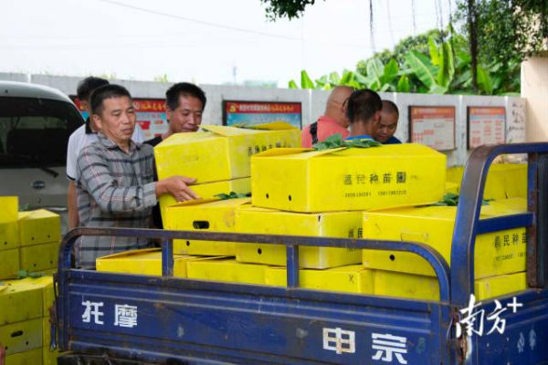 农户将分到的采秧装上农用车 南方农村报 王俊涛 拍摄