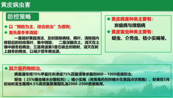 黄皮病虫害防控