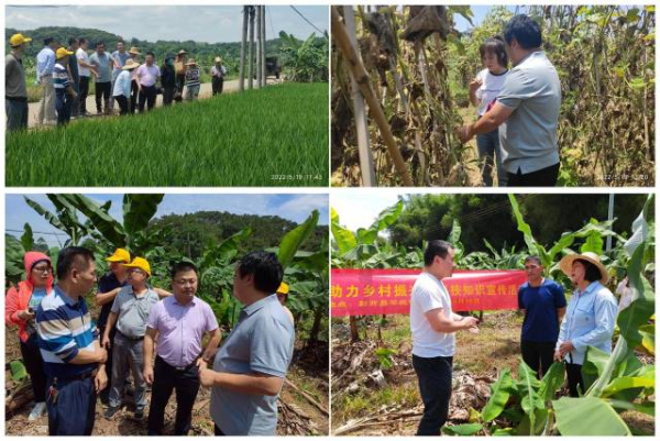 专家团在田间现场与当地农民进行技术交流。