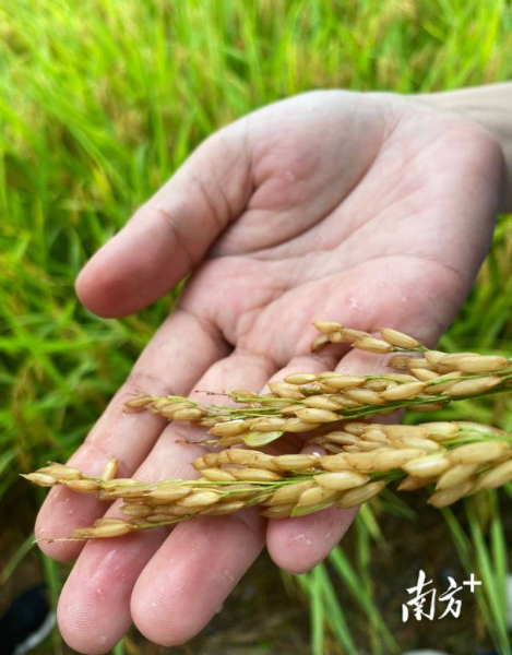 受雨水影响，稻穗出现发芽现象，对此专家建议抢收。