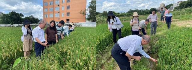 省农科院水稻专家和河源市农业农村局技术人员在宣传调查水稻受灾情况。
