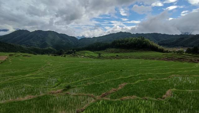 连山有机丝苗米种植基地。